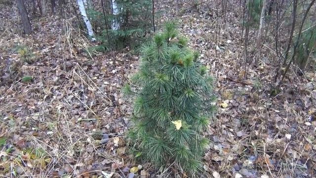 Кедр Японцы говорят Зачем русским лекарства когда у них есть кедровые орешки YouTube 1080p смотреть онлайн