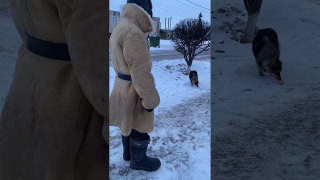 Обычный день деда / ГАРДЕЙ И ИВАНЫЧ #shortsvideo #а4 #рекомендации #тренды #рек #россия #топ #ютуб смотреть онлайн