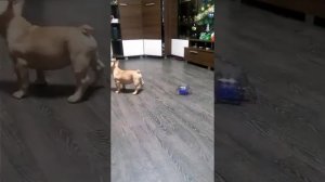 Французский бульдог(смешное видео)