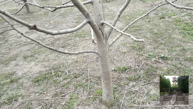 Обрезка яблонь. Сорт "Флорина". Pruning apple trees. Florina variety. смотреть онлайн