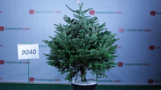9040 Пихта Нордмана в горшке 1.2 - 1.4 м. смотреть онлайн