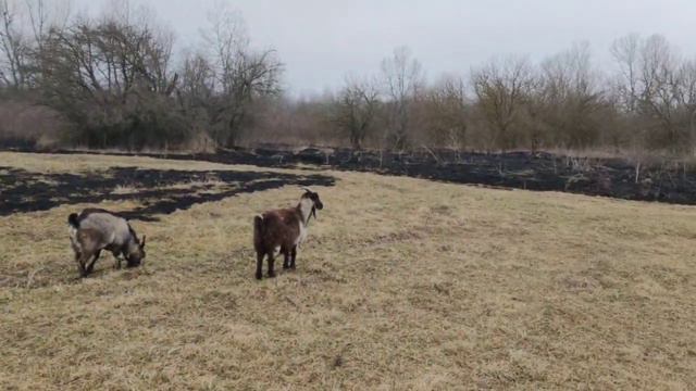 Голодные козы на сгоревшем поле ищут еду. Hungry goats looking for food.. смотреть онлайн