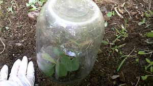 Черенкование роз. Самый простой и действенный способ.