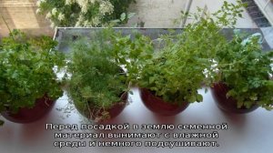 Как посадить укроп и петрушку на даче