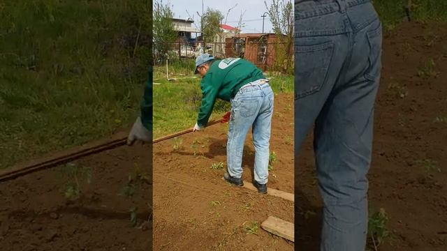 Настоящий Волгоградский помидор посадка смотреть онлайн