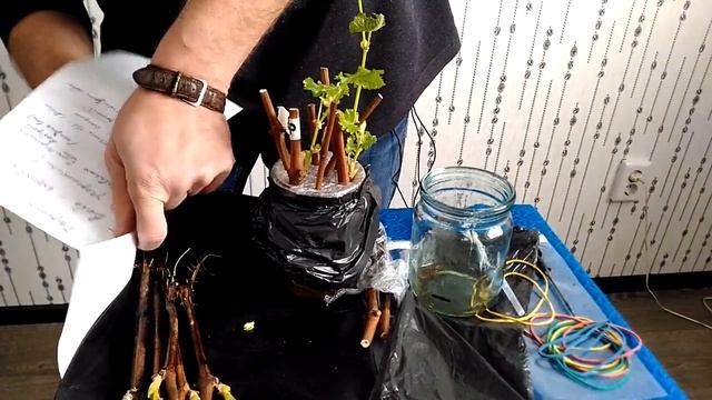 Проращивание черенков винограда на воде. Сравнение двух вариантов: с соком алоэ и без. смотреть онлайн