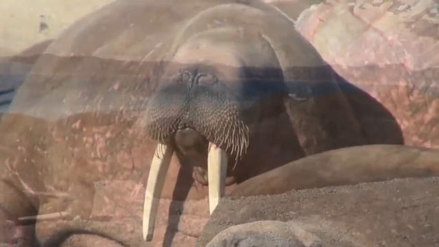 Полярные истории. Моржик смотреть онлайн