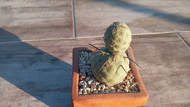 Tephrocactus Geometricus смотреть онлайн