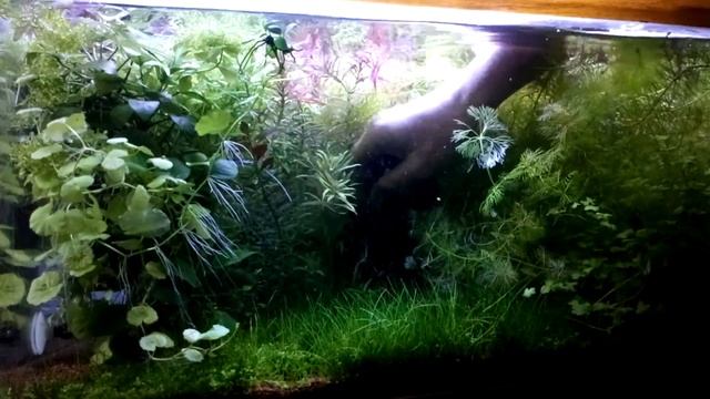 Аквариум 50 литров . Скоро "юбилей" смотреть онлайн