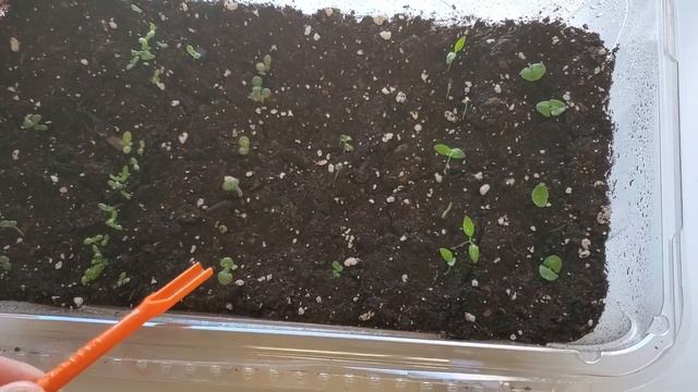 Видео-дневник цветовода. Комнатные растения. Рассада. Май 2021 смотреть онлайн