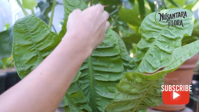 Anthurium Reflexinervium #tanamanhias #budidayatanaman #anthurium #tanamanhiasanthurium