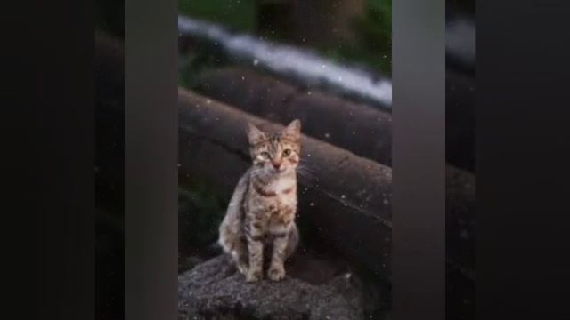 Котики эстетика?? смотреть онлайн