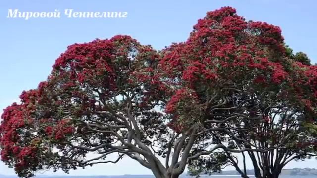 Крайон. Притча о рыбах! (Темные дни света) смотреть онлайн