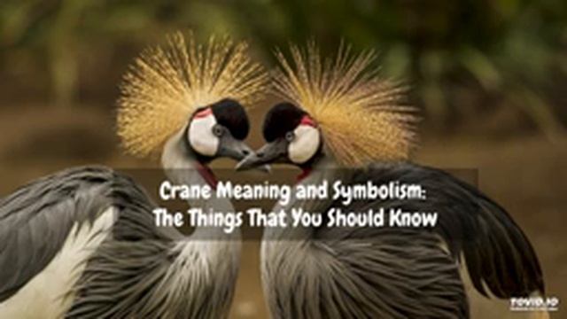 Crane Meaning and Symbolism: The Things That You Should Know смотреть онлайн