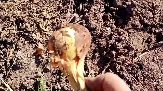 Урожай лука. Лук шалот, интересные моменты. смотреть онлайн