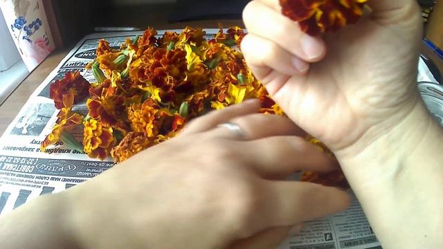 Бархатцы- аптека на грядке. смотреть онлайн