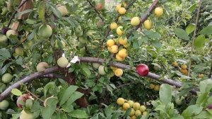 Алыча сорта Гек .