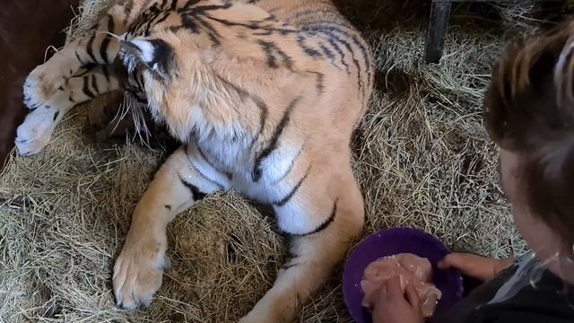 ТИГРИЦА РОДИЛА КОТЯТ!!!/BABY TIGERS ARE BORN!!1 Выпуск смотреть онлайн