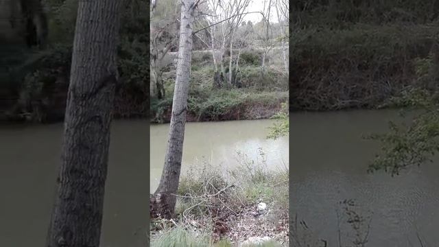 Река, карп, карась, форель. Испания. смотреть онлайн