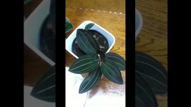 Орхидея "Лудизия"и мои покупки смотреть онлайн