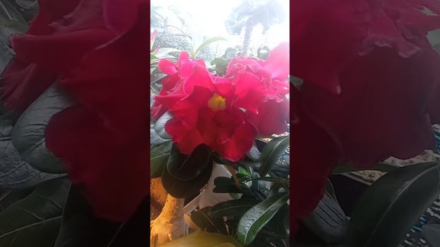 цветение адениума смотреть онлайн