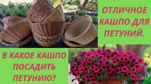 Ампельная петуния.В какое кашпо лучше посадить? Какой обьем кашпо нужен петунии.Мои новые кашпо.