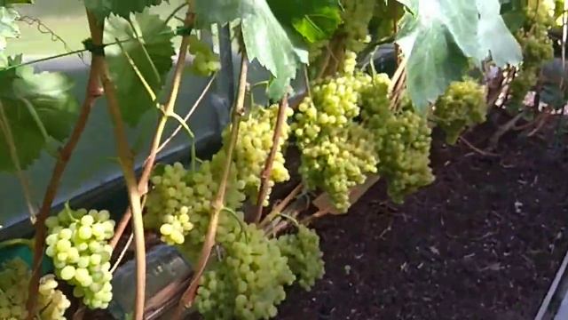 Виноград в Ленинградской области. Кишмиш 342 созрел. смотреть онлайн