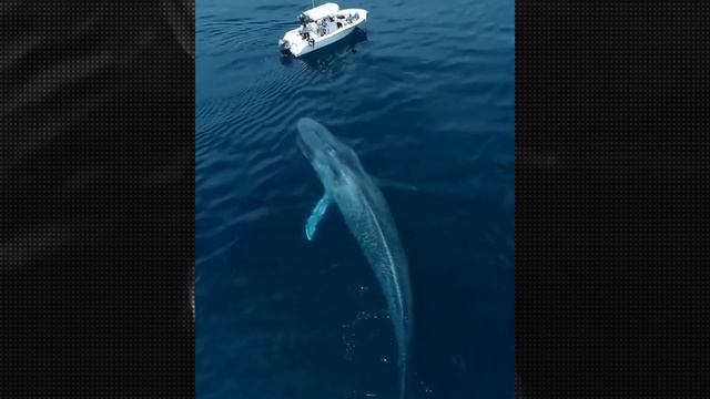 Синий кит . Blue Whale