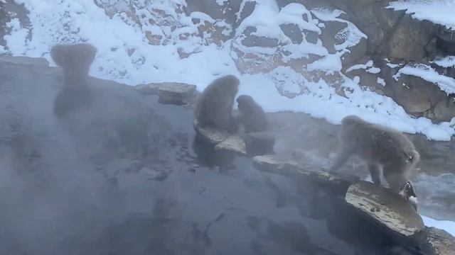 Почему снежные обезьяны купаются в онсэн (горячие источники)? смотреть онлайн