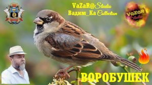 Вадим Колчин 🎵 «Воробушек» [VaZaR@Studio]