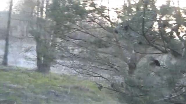 27.04.2021 г. Лоси на кормежке. смотреть онлайн