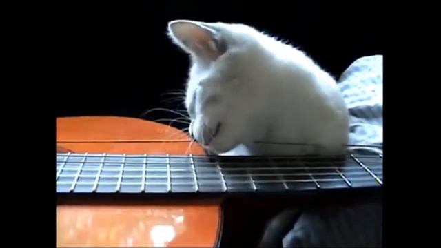 Musical Kitcat (for fun) смотреть онлайн