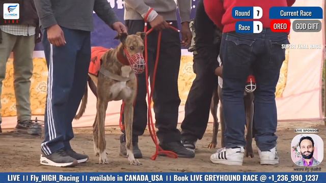 Final Race Oreo vs God gift 15/Jan/24 #dog #greyhound #racing #doglover смотреть онлайн