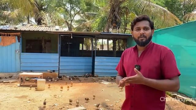 ನಾಟಿ ಕೋಳಿ ಸಾಕಬೇಕಾ ಮೊದಲು ಈ ವೀಡಿಯೊ ನೋಡಿ | how to start nati koli farm in Karnataka farming in Kannada смотреть онлайн