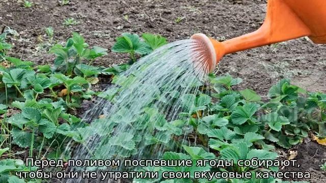 Как поливать клубнику смотреть онлайн