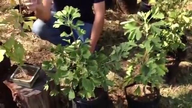 Ginkgo Biloba Bonsai смотреть онлайн