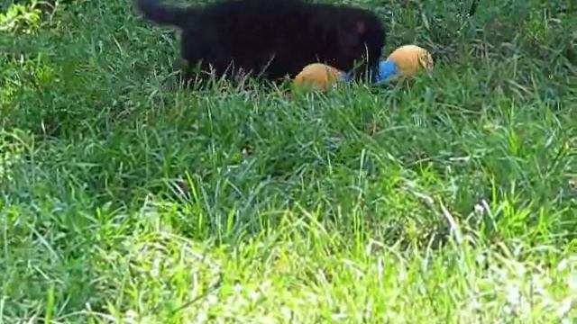 Enigma Fortuna Fortis, игра 34 дня смотреть онлайн