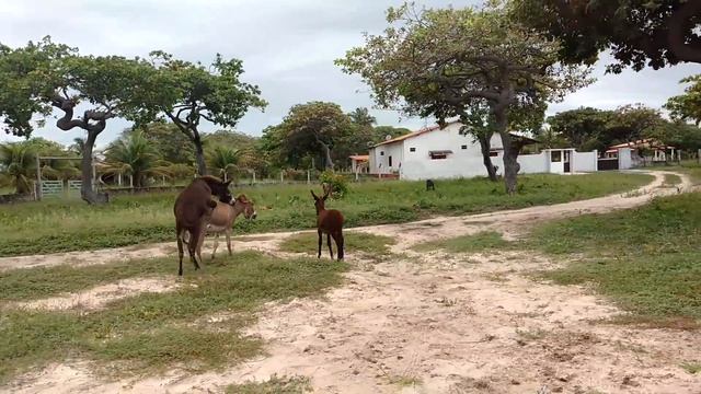 Cruza de Jumentos / Amor Animal смотреть онлайн