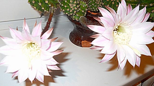 Кактус Echinopsis - эхинопсис цветение.