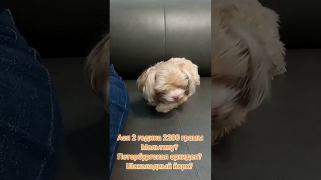 Ася 2 годика 2200 грамм, малышку взяли из приюта, чистили зубки смотреть онлайн