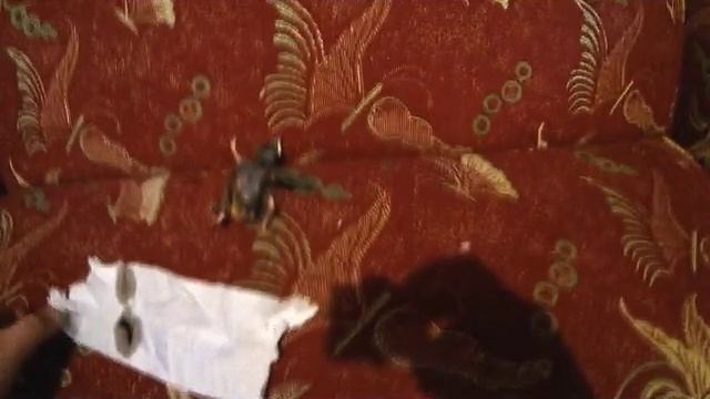 Нашли и выходили маленького скворчонка