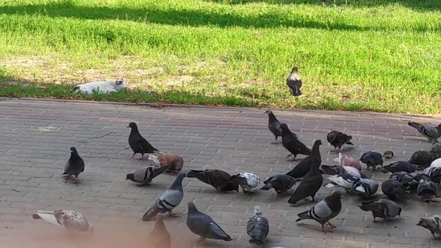 Ворона, кошка и голуби смотреть онлайн