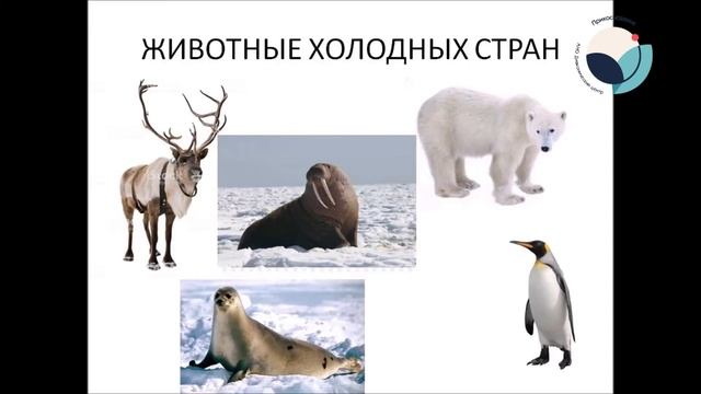 Видеоурок Животные холодных стран смотреть онлайн