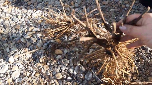 Метельчатая гортензия. смотреть онлайн