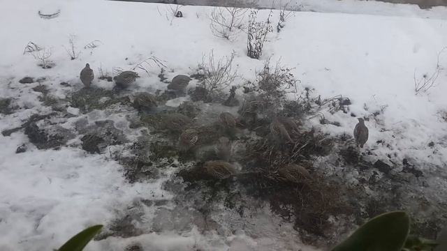 дикие серые куропатки смотреть онлайн