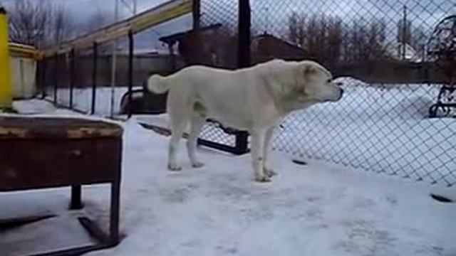 Алабаи Воронежа Сен Сао Мурат и дочь Фанни. смотреть онлайн