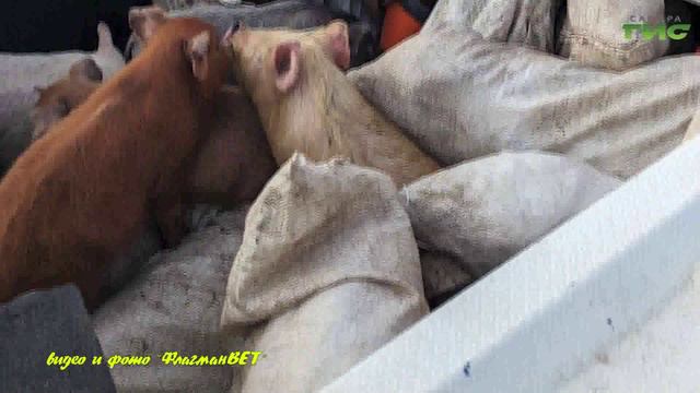 "Спасение животных в паводок" / "Зоопатруль" от 23.04.2024