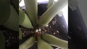 Замиокулькас, что делать с пеньками?