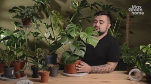 МОНСТЕРА / ВИДЫ / УХОД / РАЗМНОЖЕНИЕ