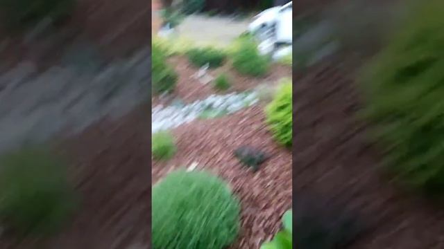 Формирование шариков и листиков, из можжевельника чешуйчатого "Минт Джулеп" ... 13.06.2023г. смотреть онлайн